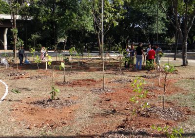 01-floresta-de-bolso