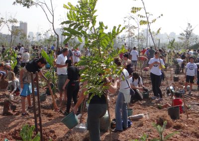 02-Floresta de Bolso