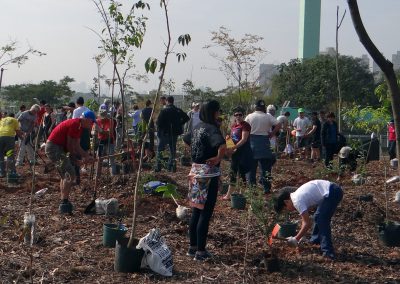 05-Floresta de Bolso