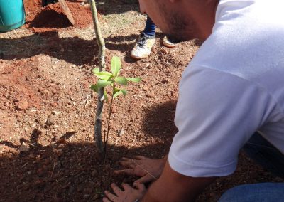 06-floresta-de-bolso