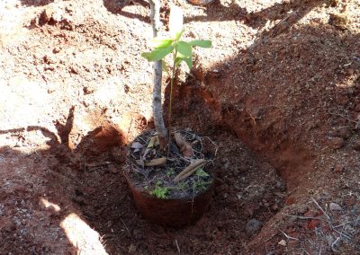 07-floresta-de-bolso