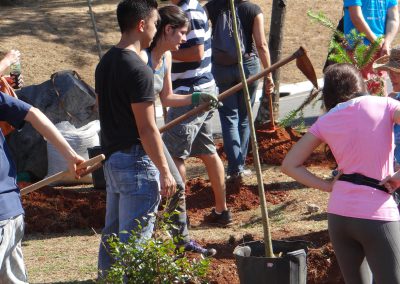 11-floresta-de-bolso