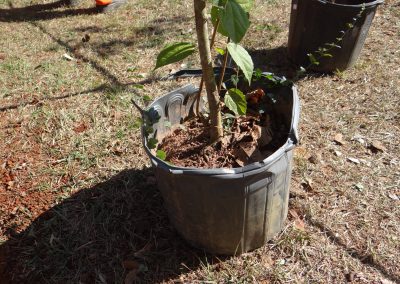 21-floresta-de-bolso