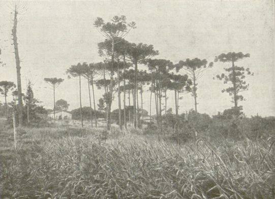 Plantio Coletivo :: Floresta de Bolso das Araucárias