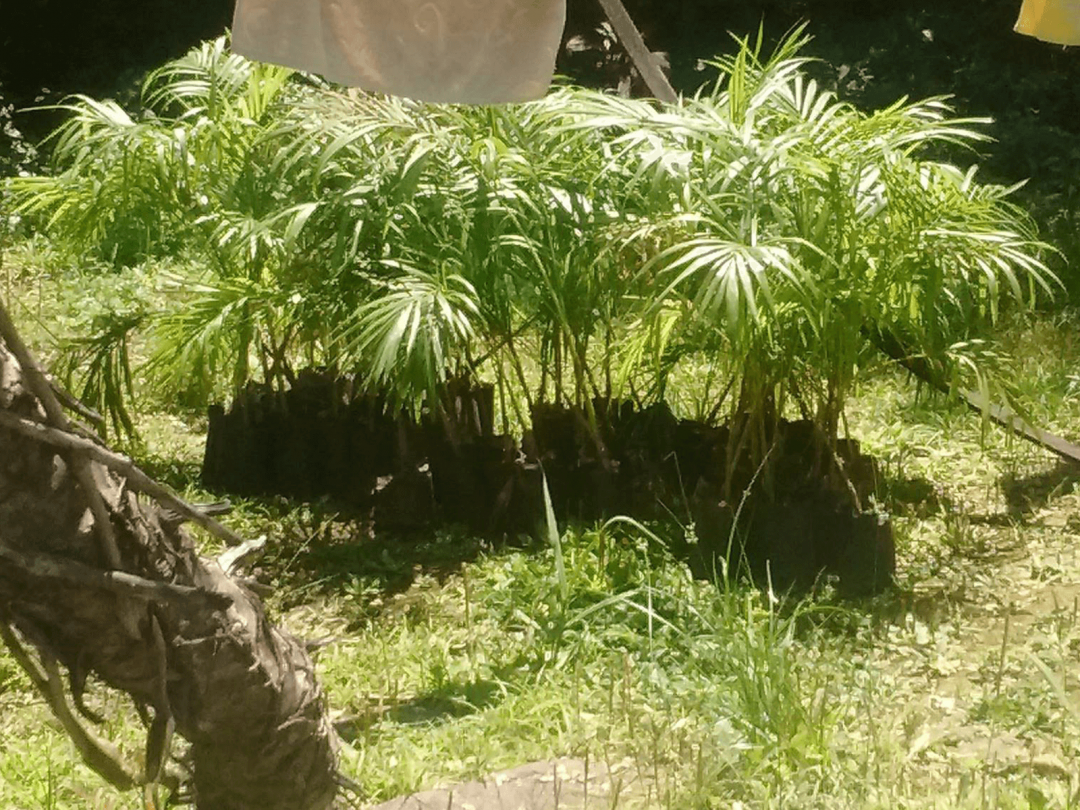 Palmital do Iquiririm