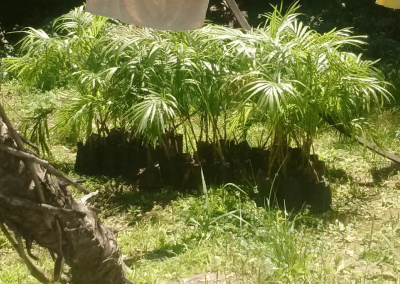 Palmital do Iquiririm